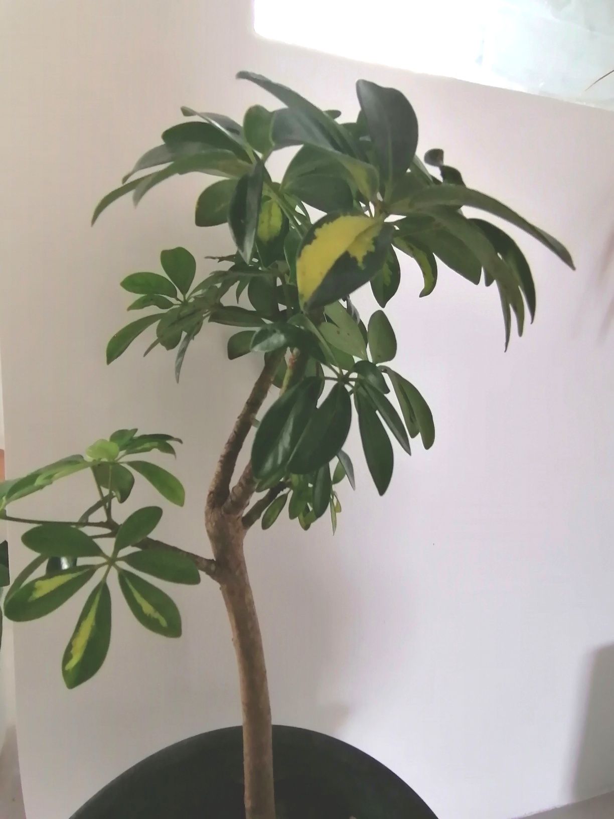 Planta Schefflera 40 cm de altura