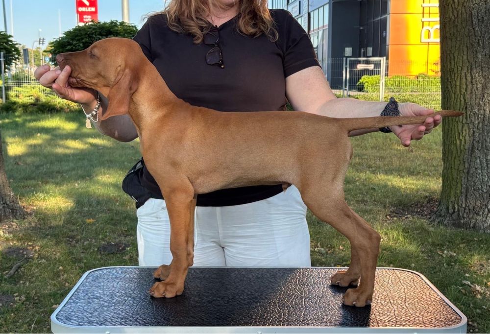 Piesek - wyzeł węgierski FCI