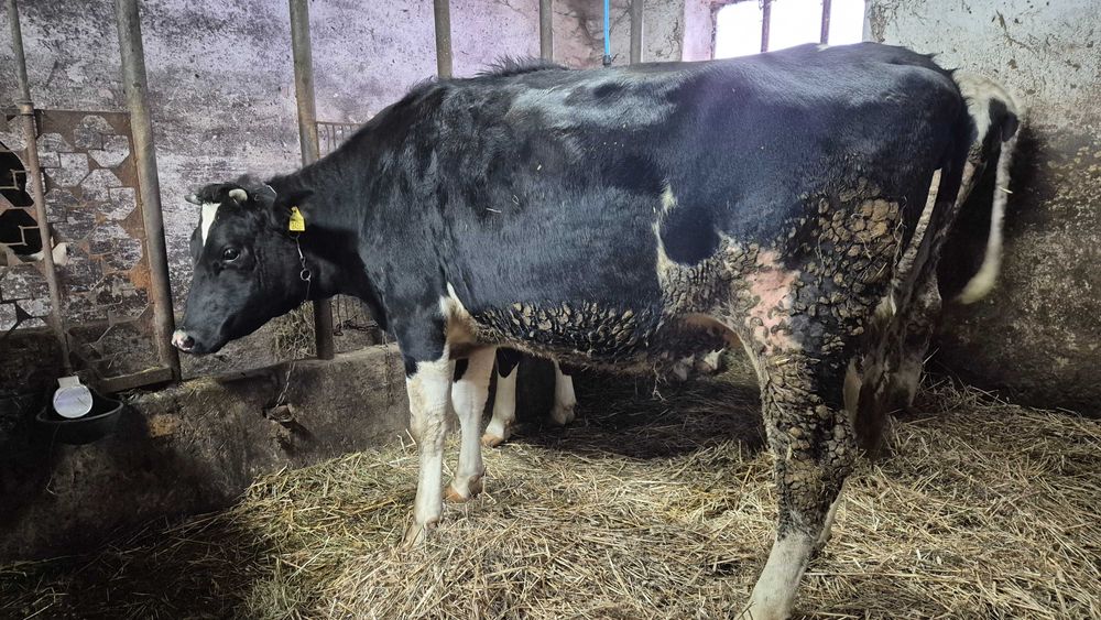 Jałowice wysokocielne  2 sztuki HF termin 4 i 16 styczeń 2026