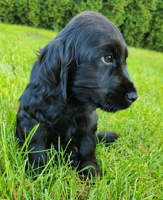 Piesek Cocker spaniel czarny