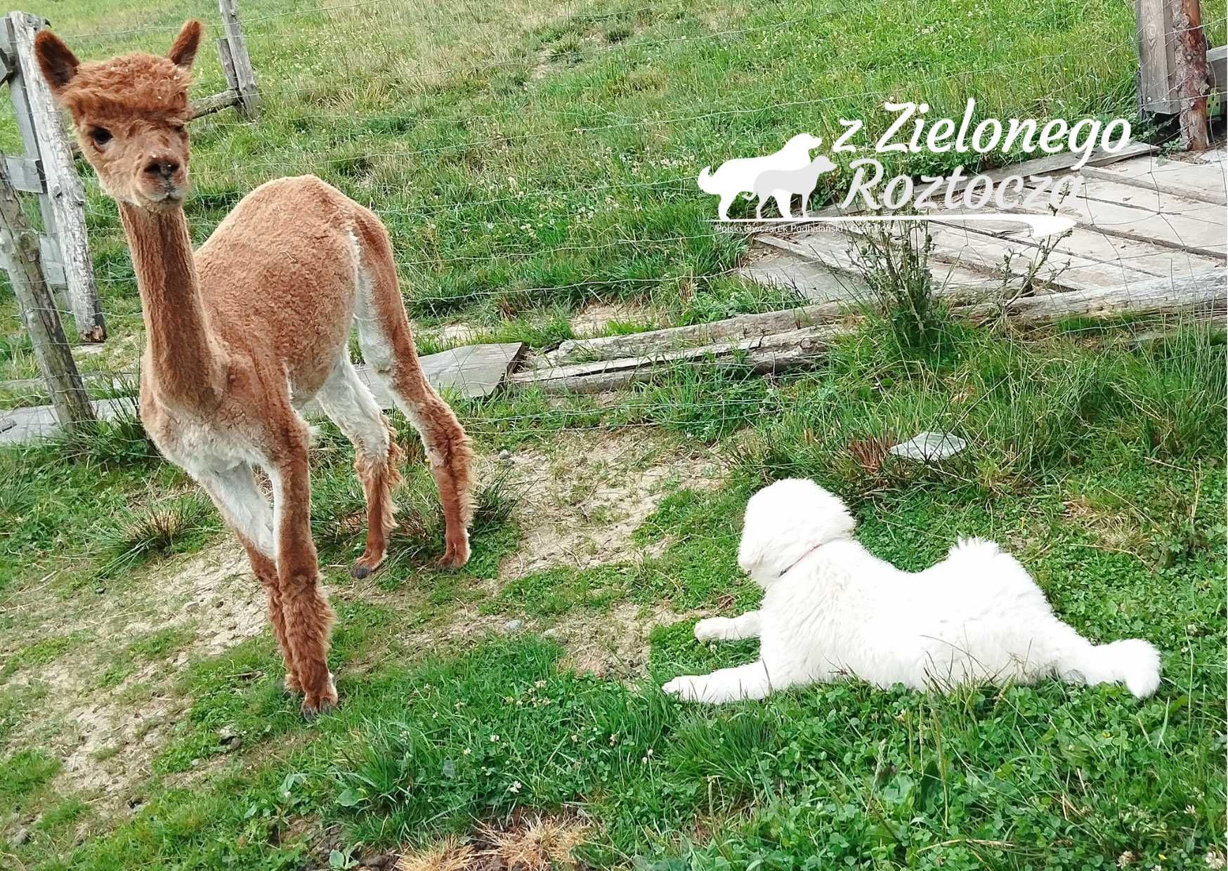 Owczarek Podhalański ZKwP suczka