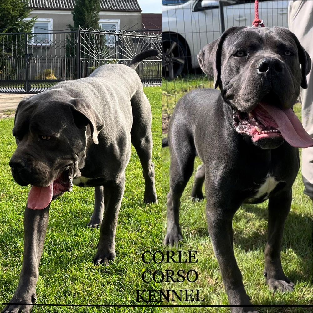 Cane Corso piesek