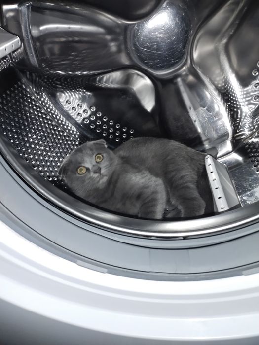 Продам шотландскую кошечку.