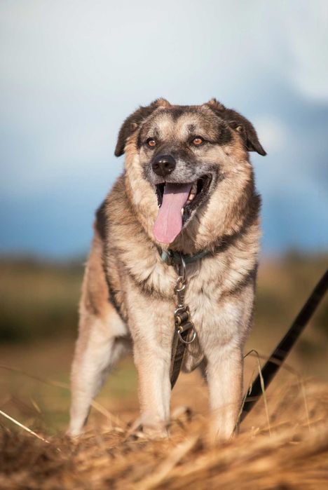 Hagi – rodzinny pies do przytulania, nie do życia za kratami
