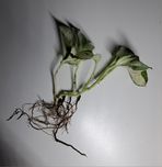 Epipremnum marble queen