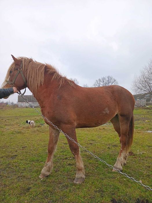 Продам гарну кобилу