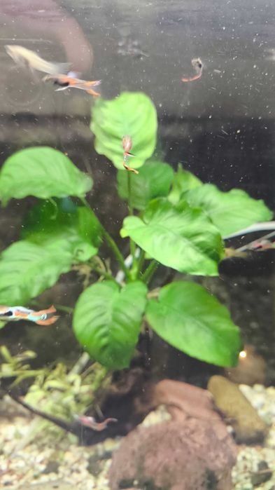 rośliny ANUBIAS akwarium