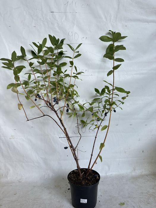 Жимолость саджанці 3 річні