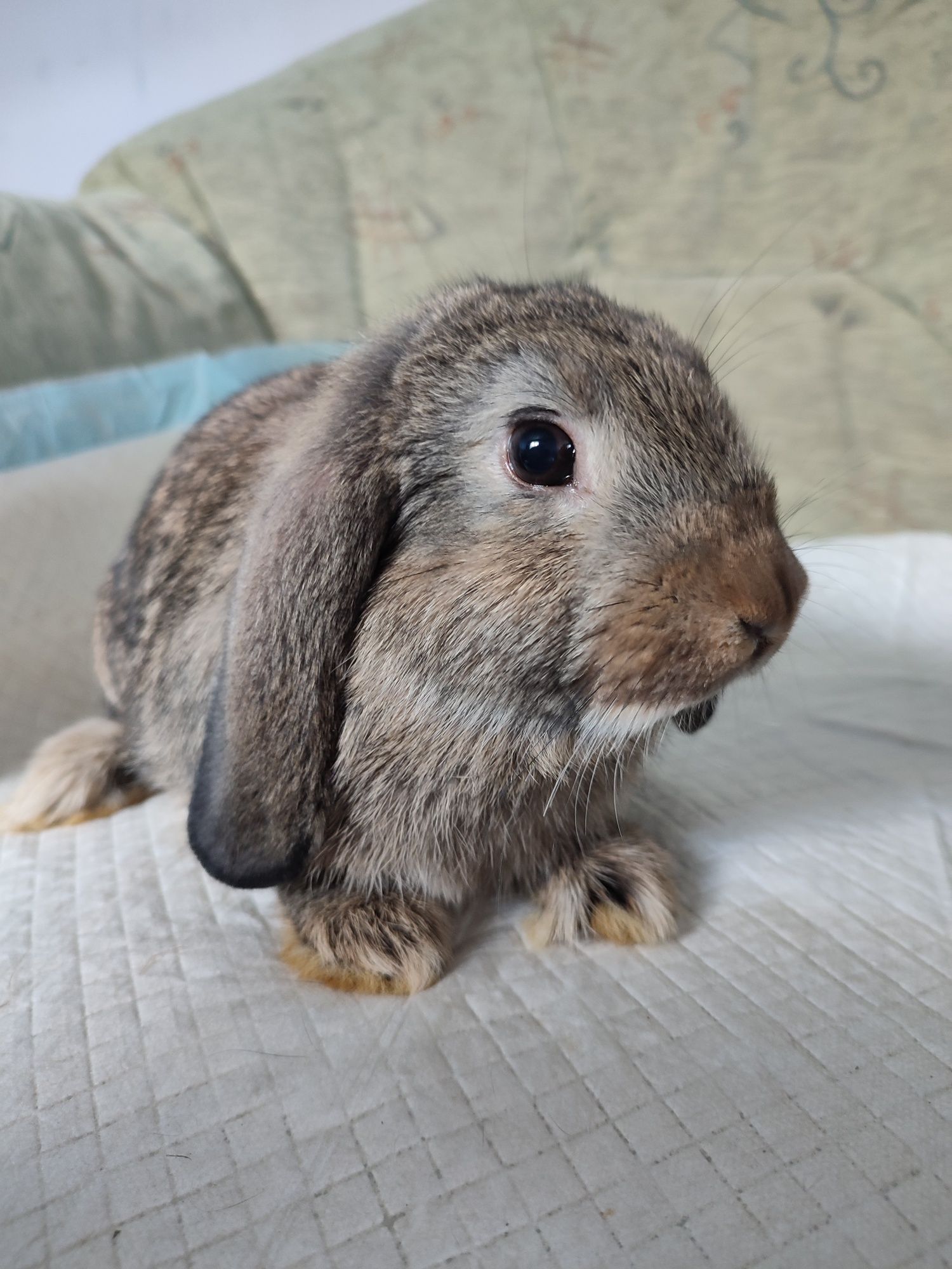 Króliczki mini lop, baranek miniaturka gotowe do odbioru