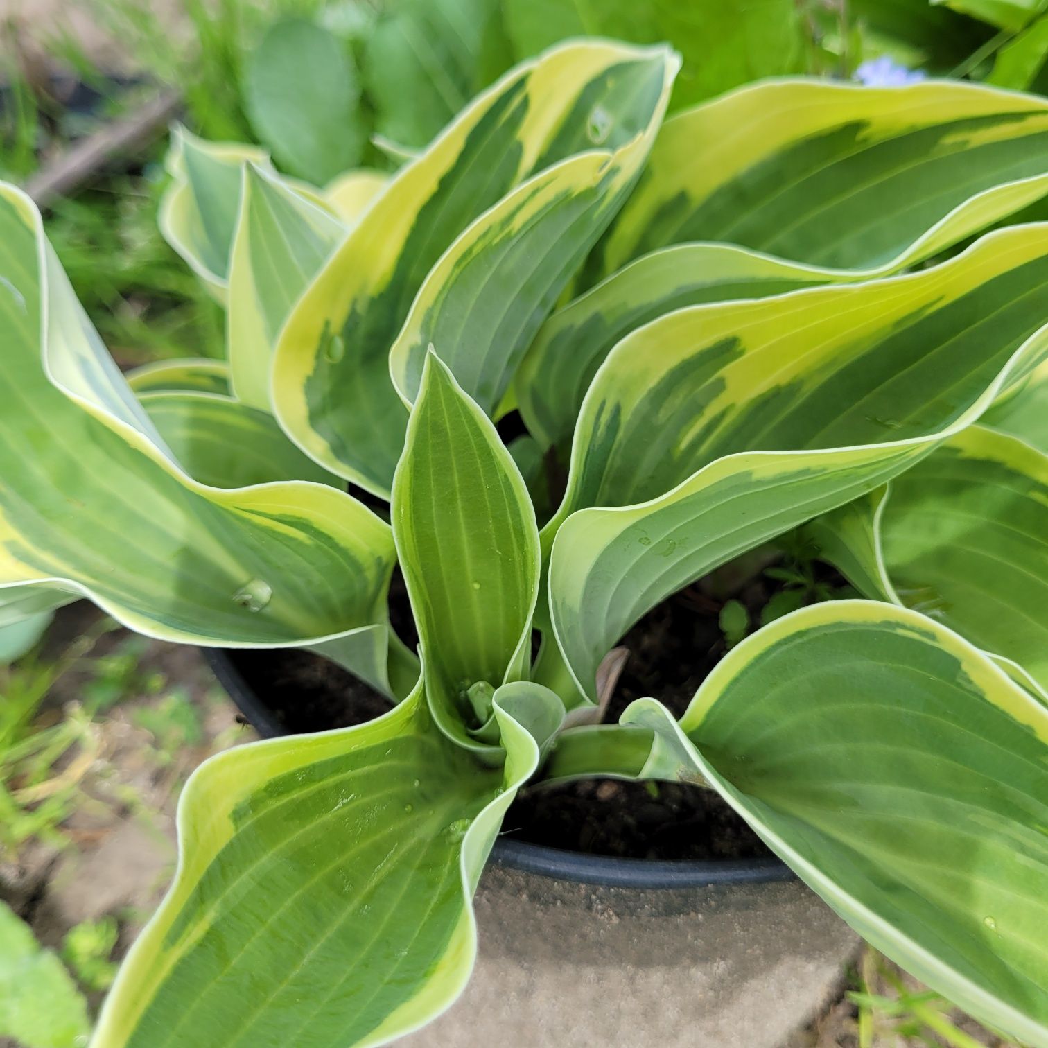 Hosta Funkia  w doniczkach