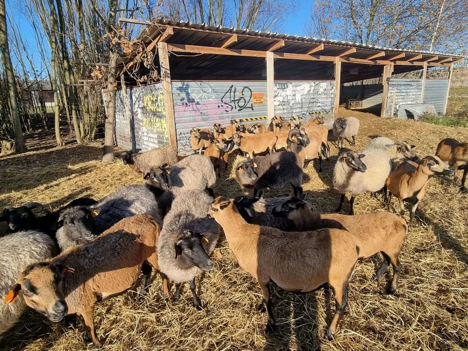 Stado owiec owca owce PILNE