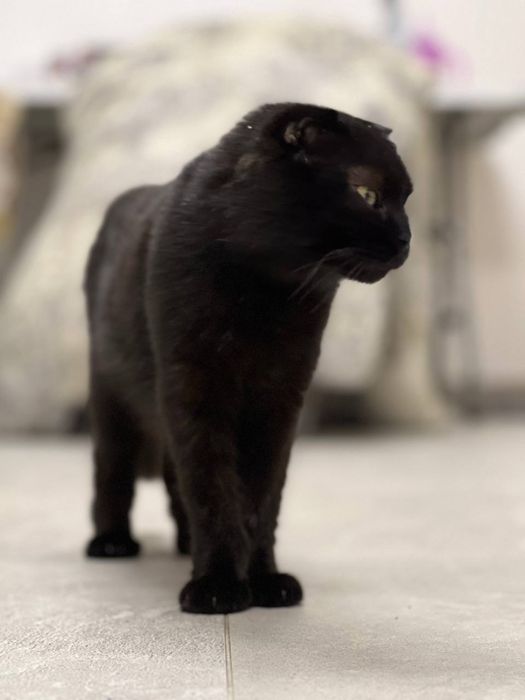 Безкоштовно ВИСЛОВУХА кішка Боярка дуже лагідна шукає люблячу людину