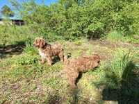 Cavapoo szczeniaki