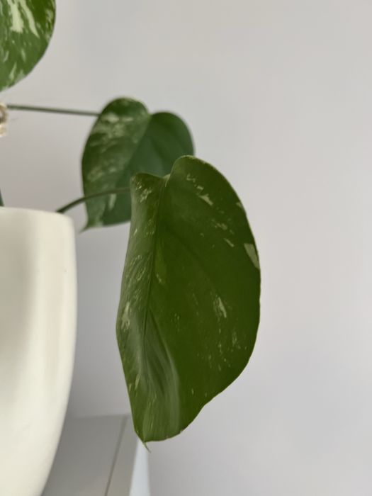 Monstera variegata wybarwiona, 2 sadzonki