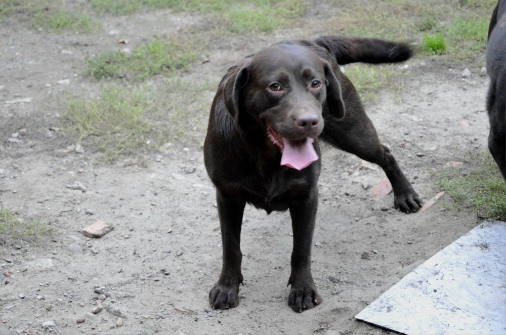 Labrador retriever czekoladowy