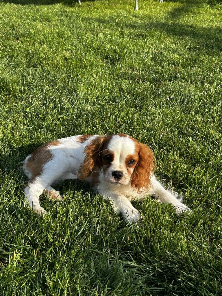 Cavalier King Charles Spaniel piesek