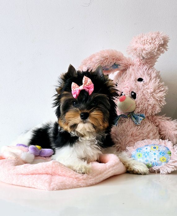 Cudowna suczka do odbioru 100% Biewer Yorkshire Terrier Yorki
