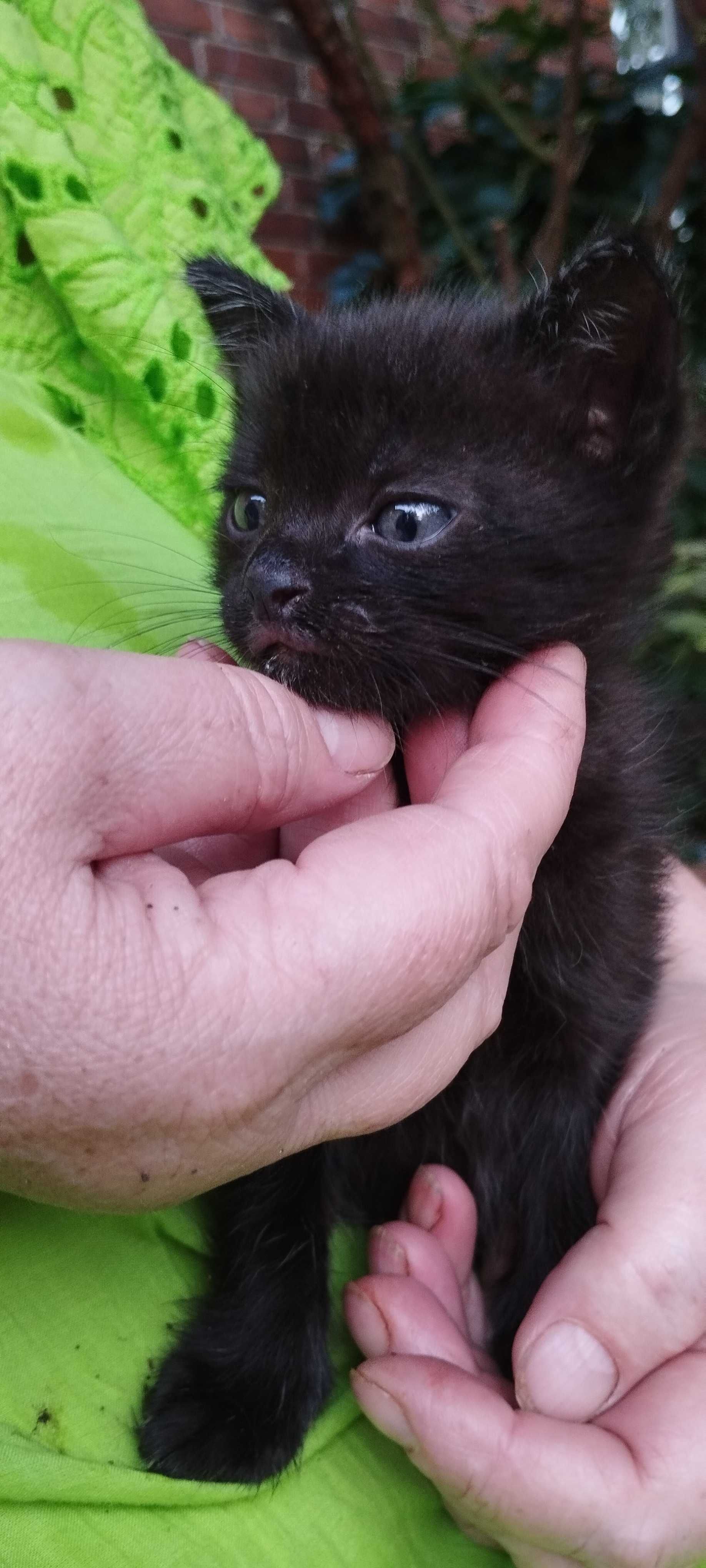 Віддам гарнесеньких кошенят