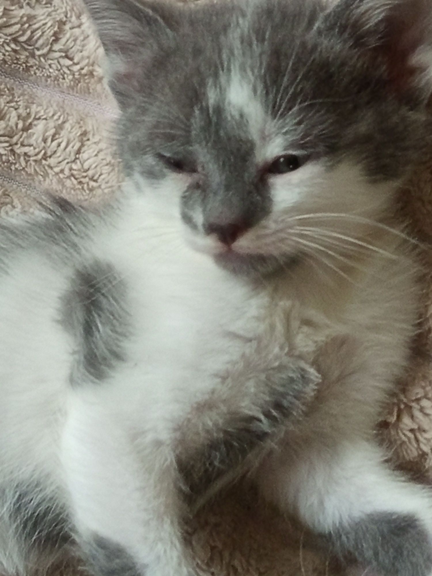 Продаются маленькие котики