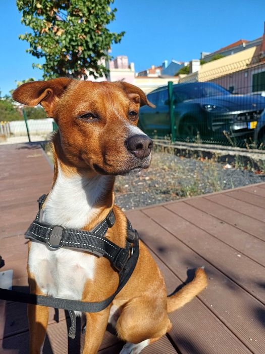 Procuro uma nova família para o meu cão - podengo pequeno de 4 anos