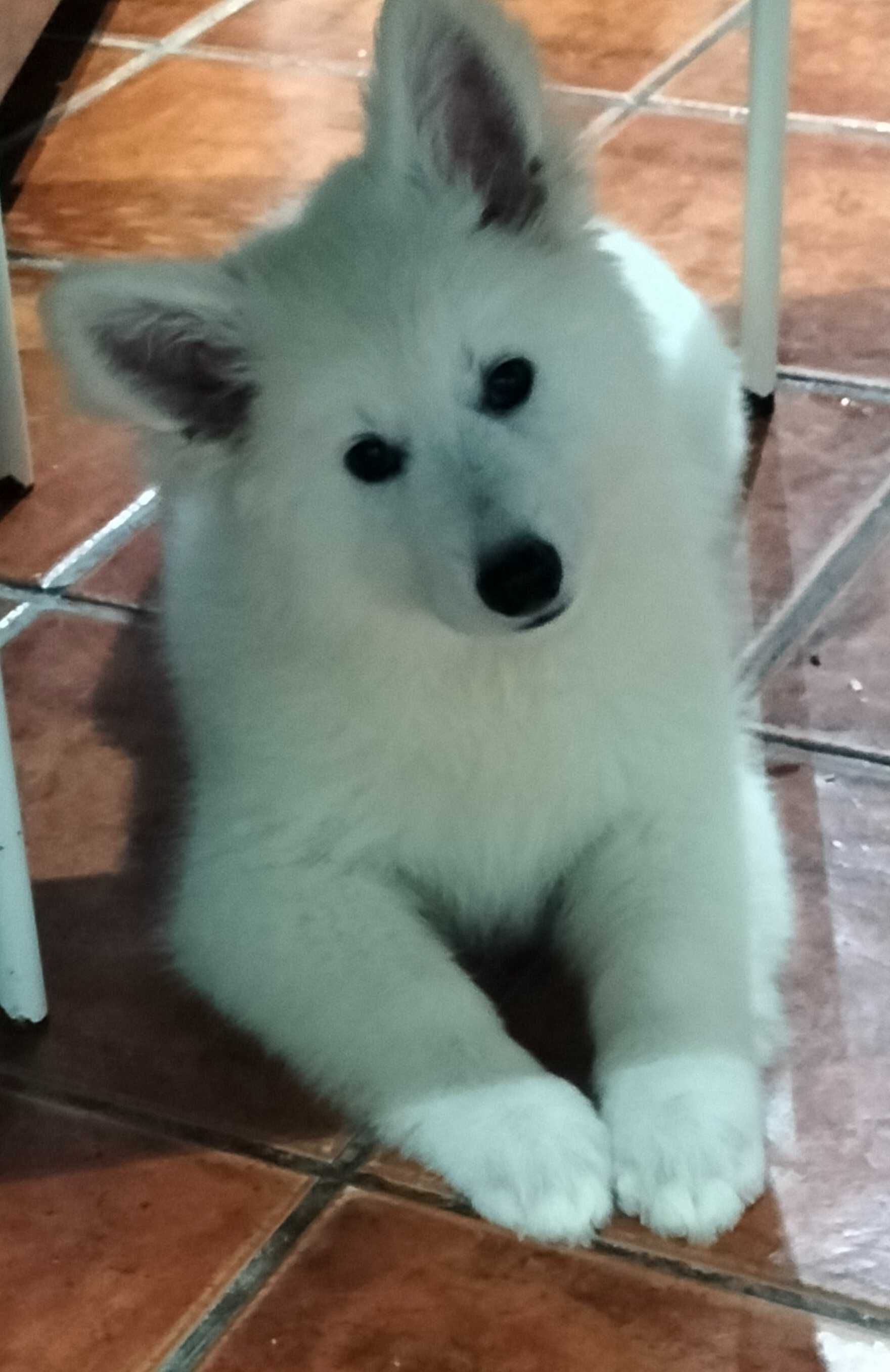 Pastor branco suíço Berger Blanc Suisse