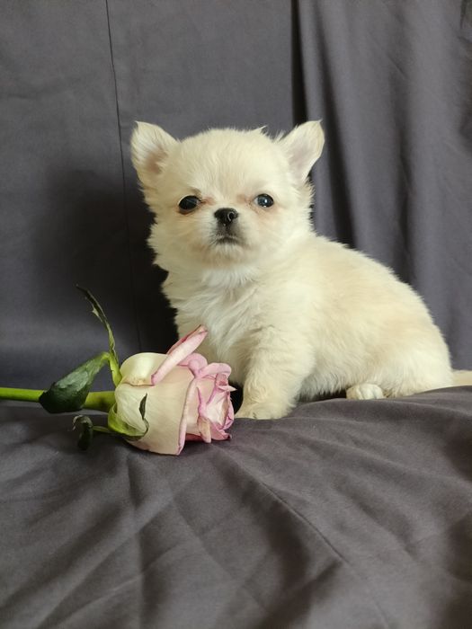 Довгошерстний хлопчик