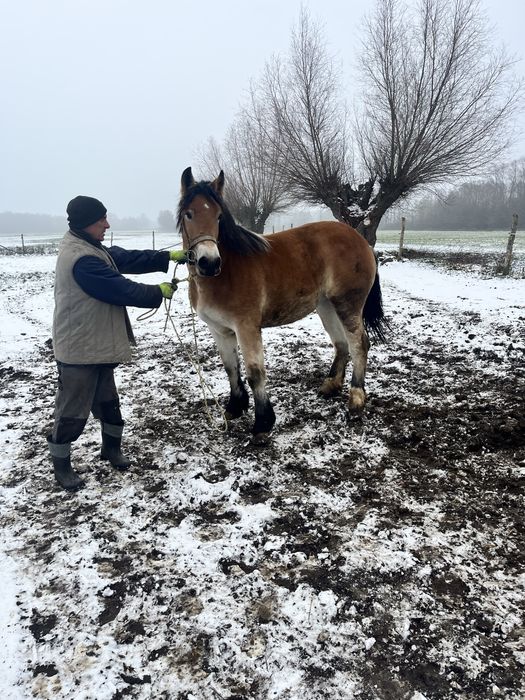 Źrebica 14-miesieczna