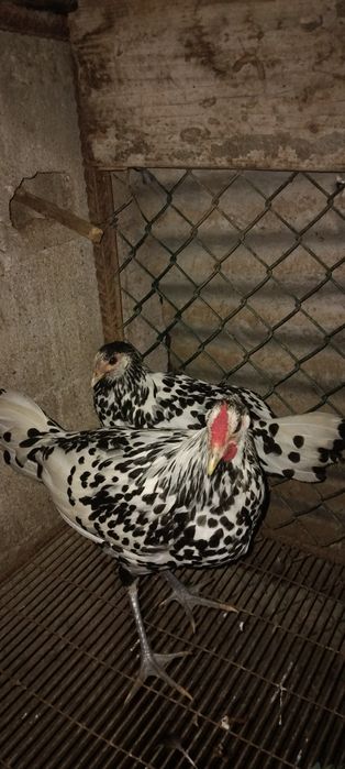 Várias raças de galinhas ornamentais