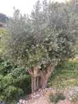 Oliveiras variadas