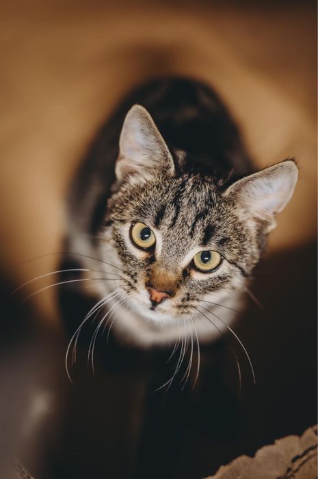 Bono - 6 m. kocurek Kraków/ Gorlice