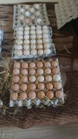 Яйце інкубаційне Легорн Угорщина