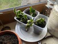 Sadzonki hoja maranta