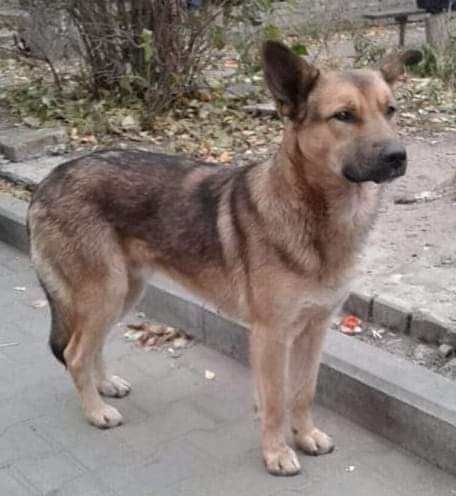 Чак шукає родину