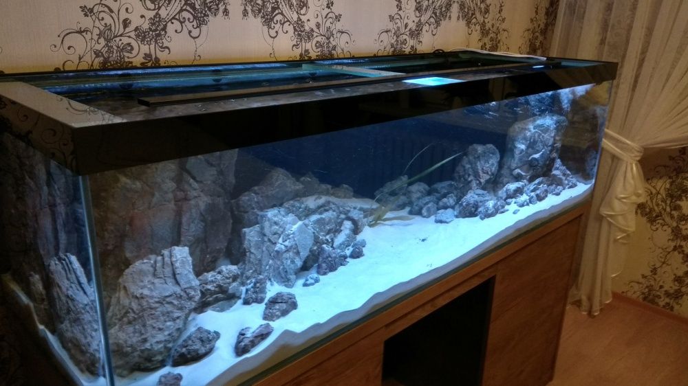 Aranzacja iwagumi unikalny kamien