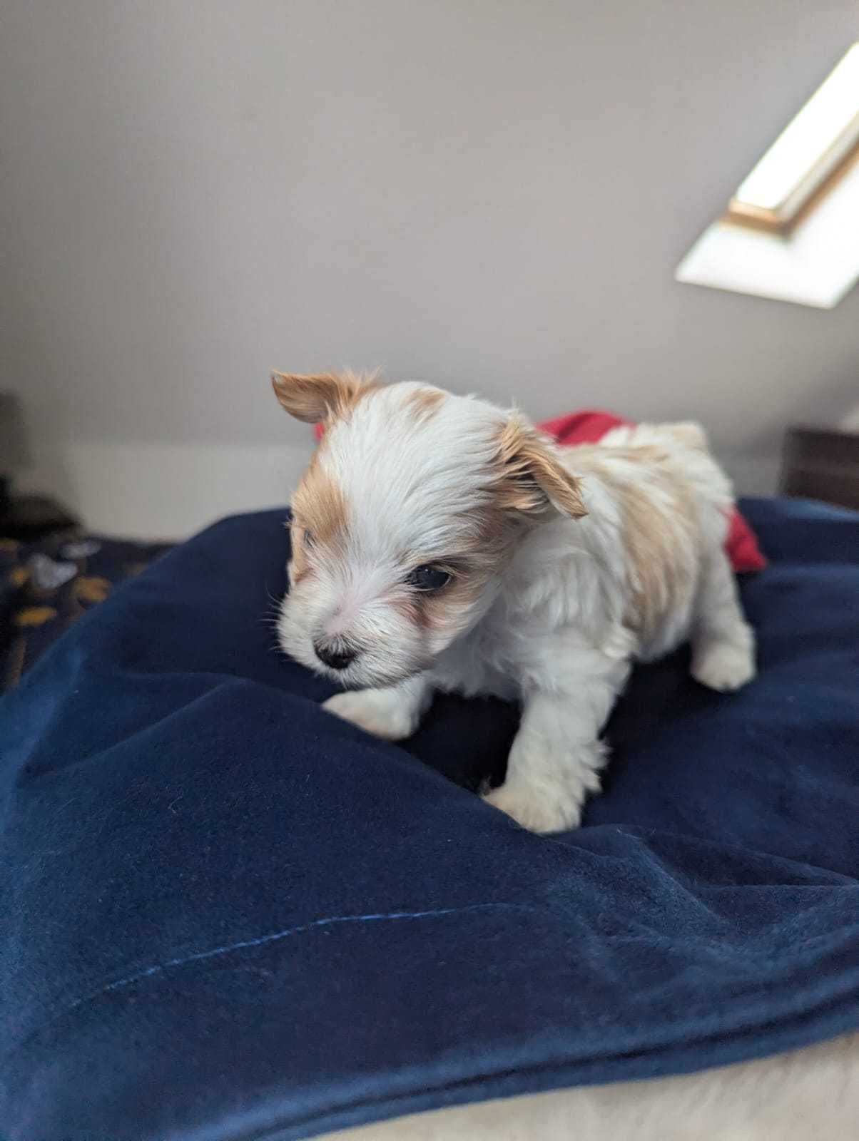 Piękny chłopiec Golddust Yorkshire Terrier po cudownych rodzicach