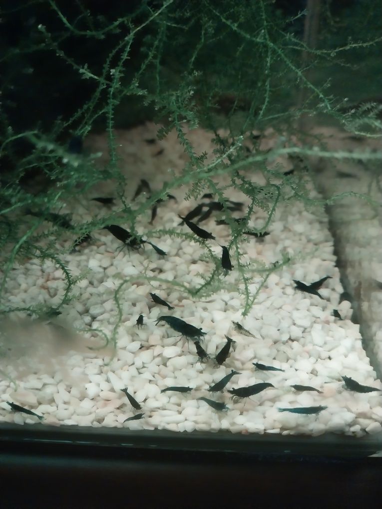 Krewetki Blue Velet