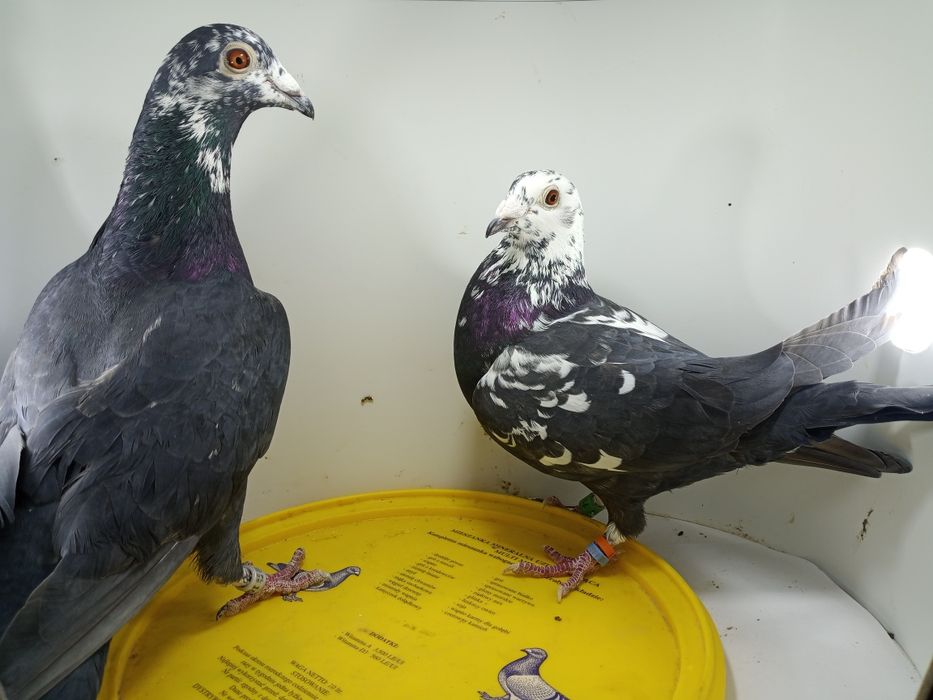 Gołębie pocztowe tygrysy