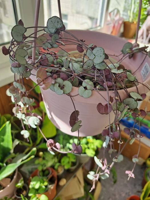 Оксаліс red sunset церопегія сільвер глорі аглаонема вайт