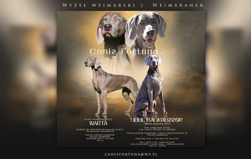 wyżeł weimarski szczenię - rezerwacja
