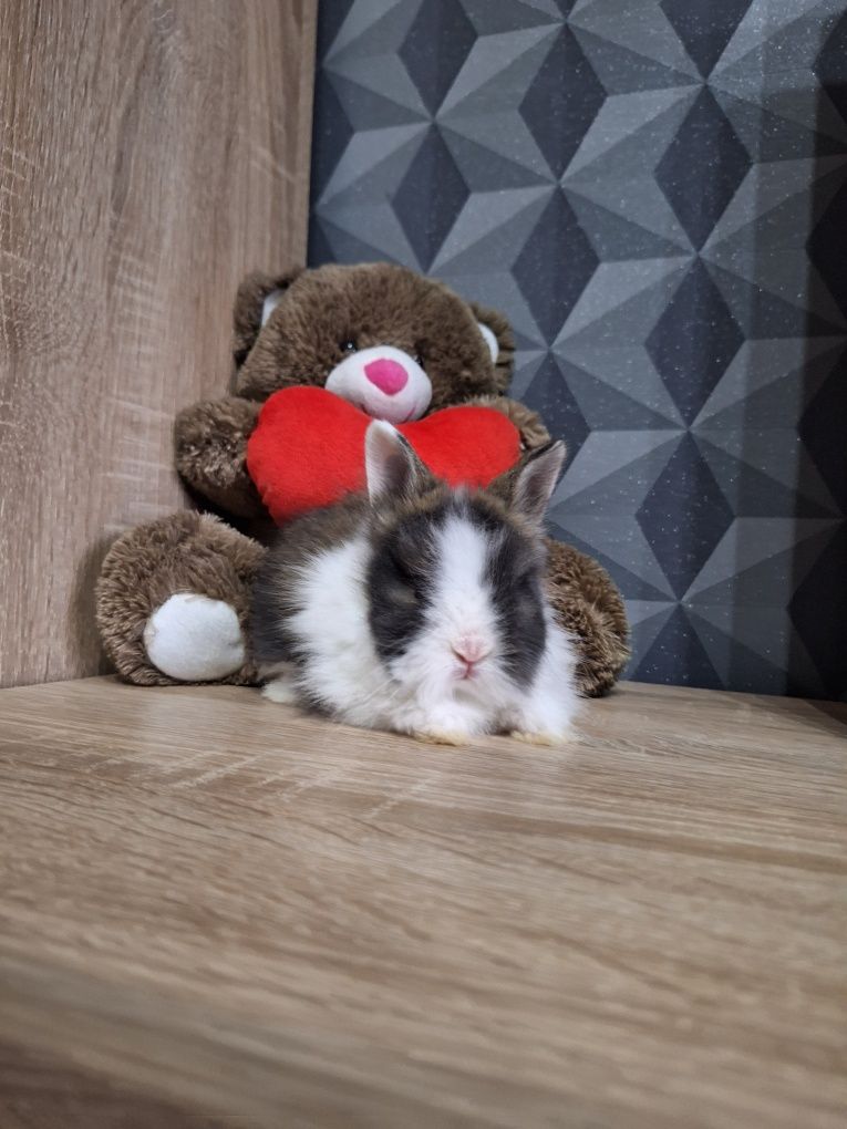 Króliczki Karzełki Teddy