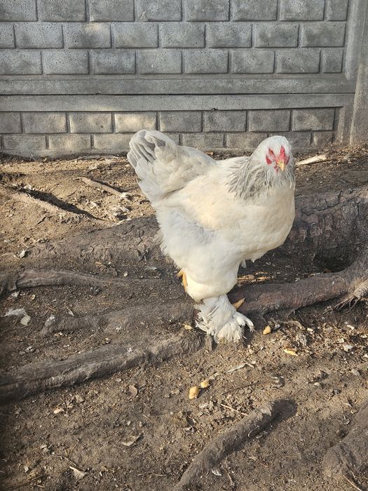 Kury Brahma kogut brahma 3+1