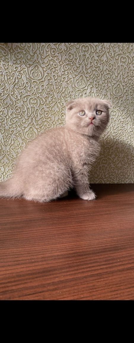 Gatinho Scottich fold
