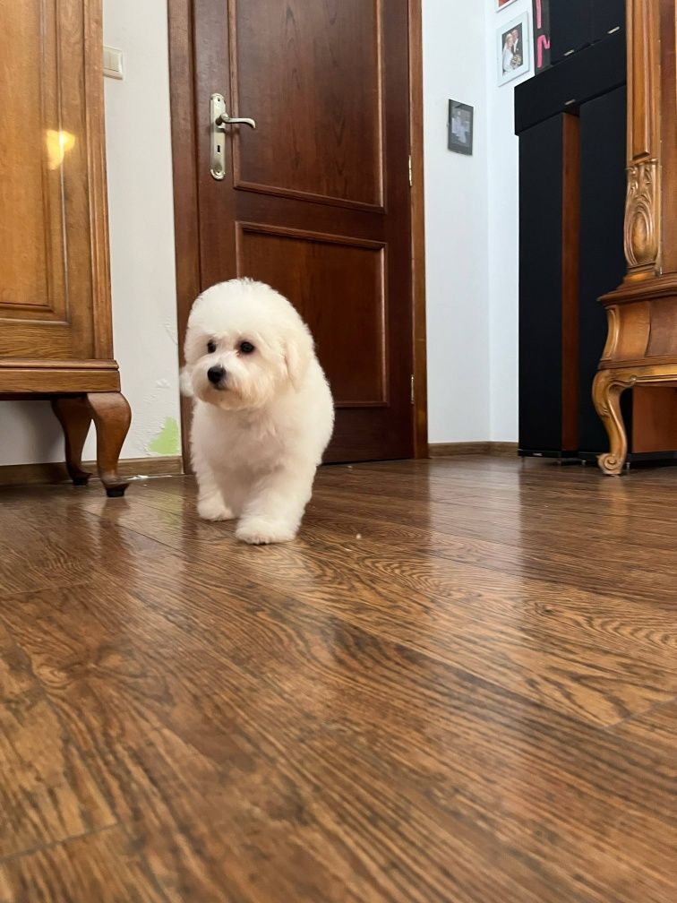 Bichon frise fci Bambo