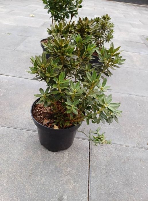 Родондрон блю тіт