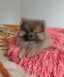 Bardzo malutka XXS 800gram suczka pomeranian/szpic miniaturowy