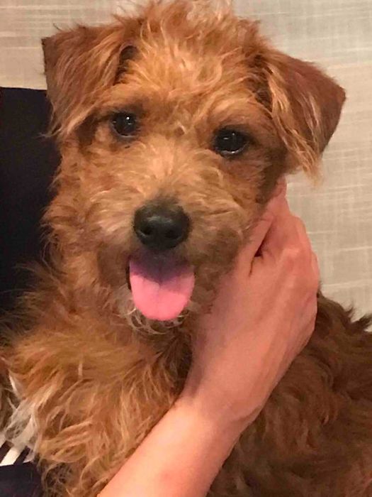 СОБАКА ШУКАЄ РОДИНУ! Запоріжжя, центр (р-н вул. Сталеварів)