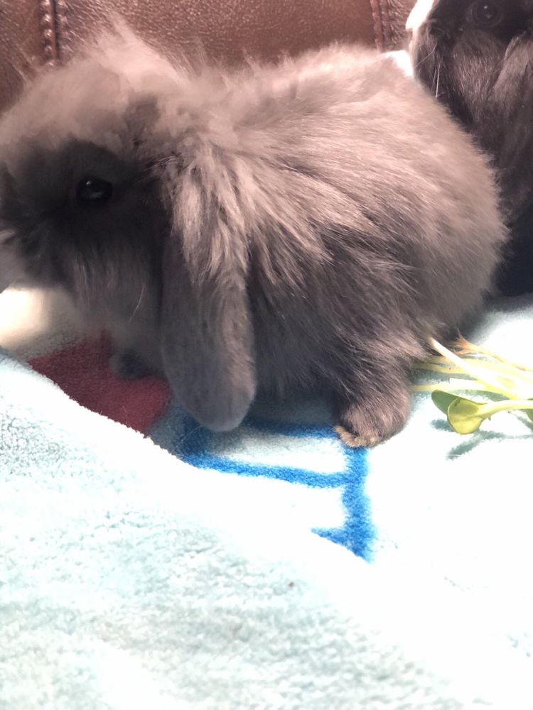 Кролик декоративний, чистокровний NHD, Mini Lop