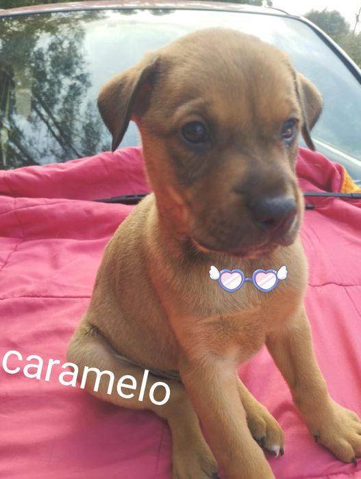 Caramelo para adoção muito responsável