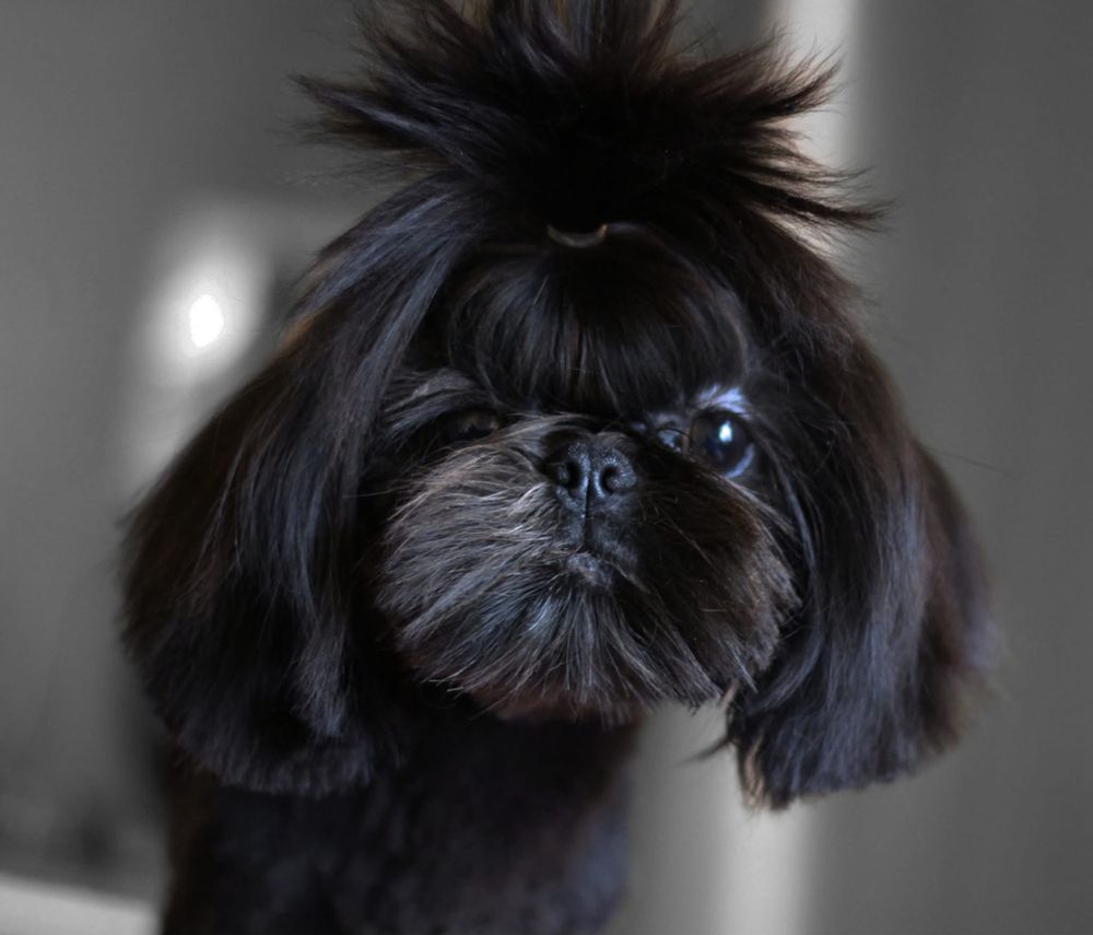 Urocza czekoladowa dziewczynka Shih-tzu