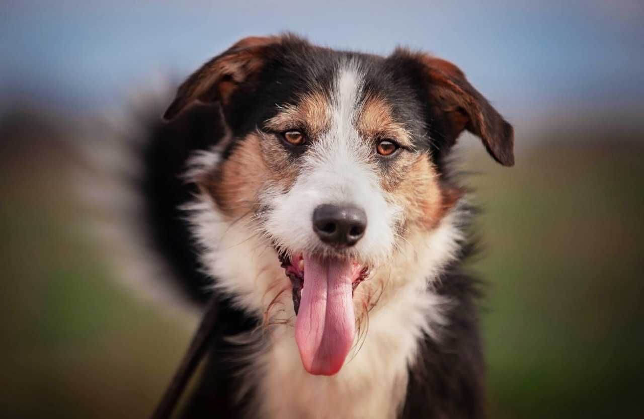 Tyler - spokojny, aktywny i delikatny psiak do adopcji.